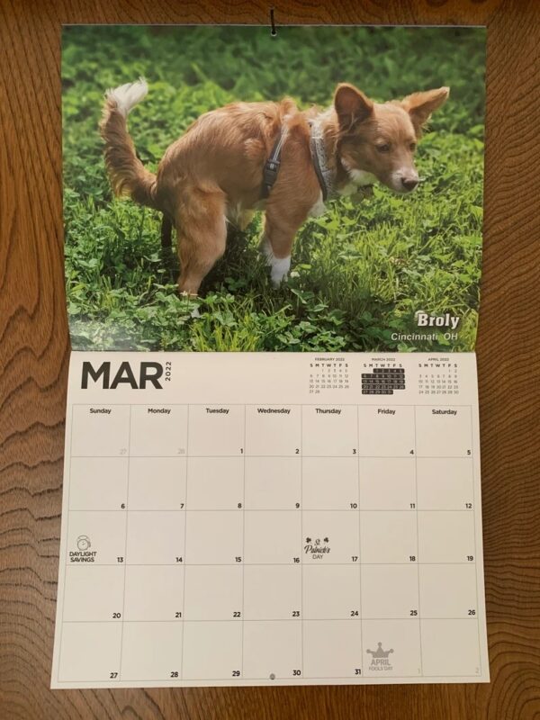 Dog Poop Calendar Animal Parody Desk Calendar